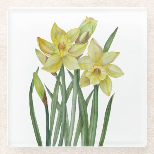 Watercolor Daffodils Flower Portrait Illustration Glass Coaster