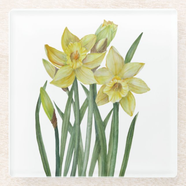 Watercolor Daffodils Flower Portrait Illustration Glass Coaster (Front)