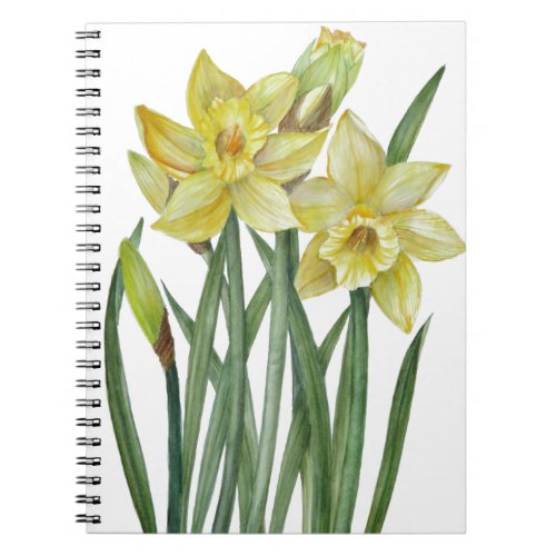 Watercolor Daffodils Flower Portrait Illustration Notebook