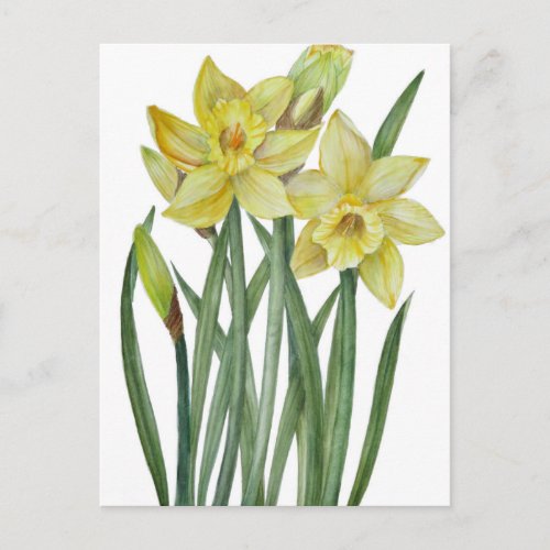 Watercolor Daffodils Flower Portrait Illustration Postcard