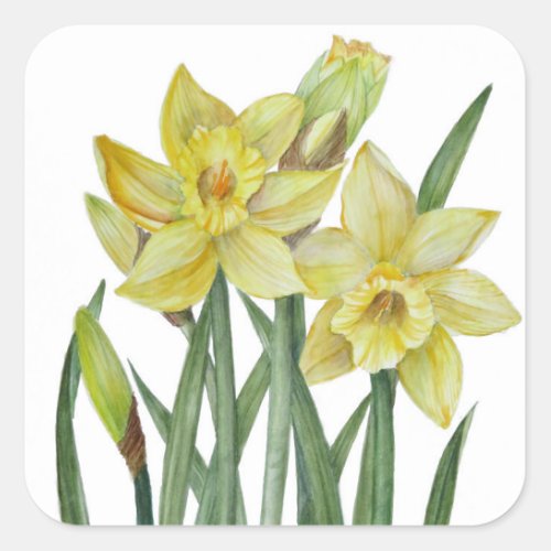 Watercolor Daffodils Flower Portrait Illustration Square Sticker
