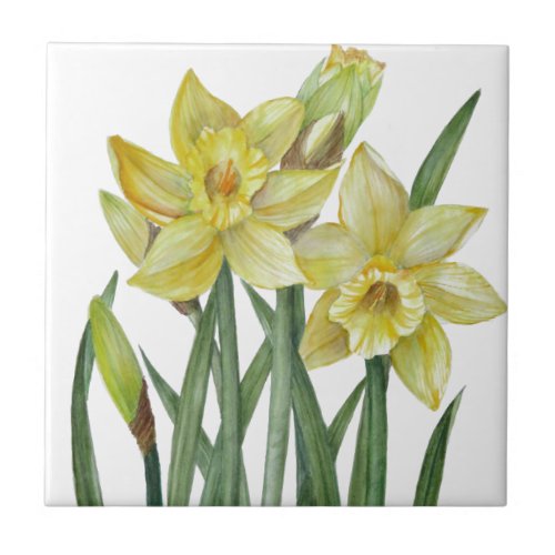 Watercolor Daffodils Flower Portrait Illustration Tile