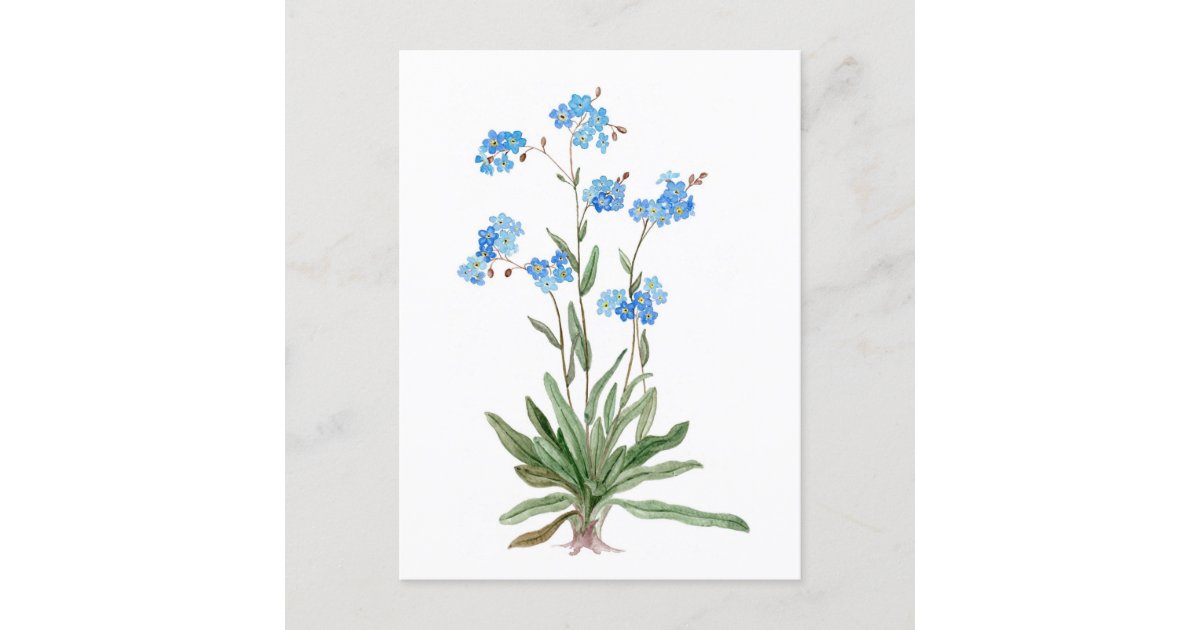 Watercolor Drawing Of Forget Me Not Flower Postcard Zazzle Com Watercolor Drawing Of Forget Me Not Flower Postcard Zazzle Com