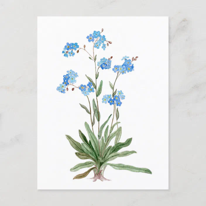 Watercolor Drawing Of Forget Me Not Flower Postcard Zazzle Com Watercolor Drawing Of Forget Me Not Flower Postcard Zazzle Com