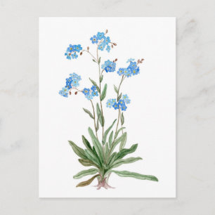 Watercolor drawing of Forget-me-not Flower Postcard