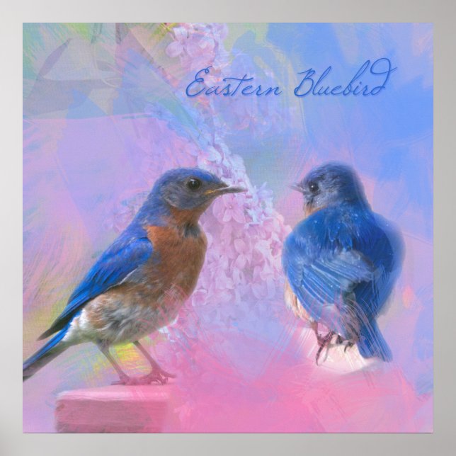 Watercolor Eastern Bluebirds Poster (Front)