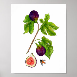 Watercolor Fig botanical vintage style Poster