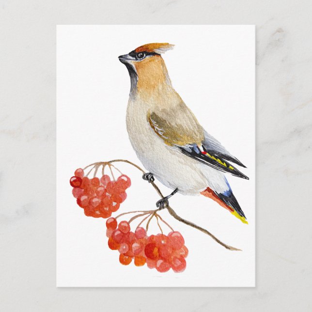 Watercolor forest bird waxwing postcard (Front)