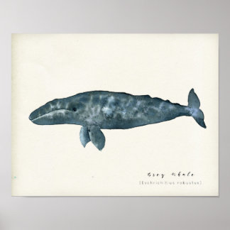 Watercolor Gray Whale Poster