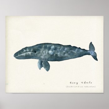 Watercolor Gray Whale Poster by steelmoment at Zazzle
