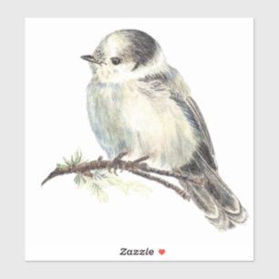 Watercolor Grey Jay Wildlife Bird Nature Art Sticker