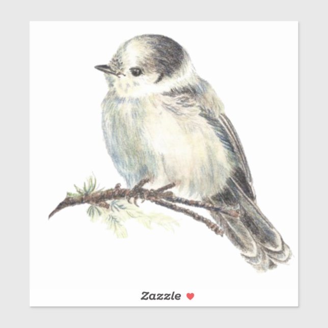 Watercolor Grey Jay Wildlife Bird Nature Art Sticker (Sheet)