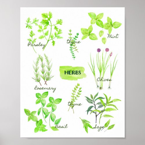 Watercolor Herb Collection Poster