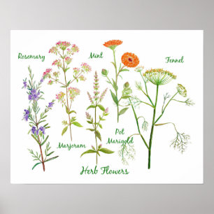 Watercolor Herb Flowers Illustration Poster