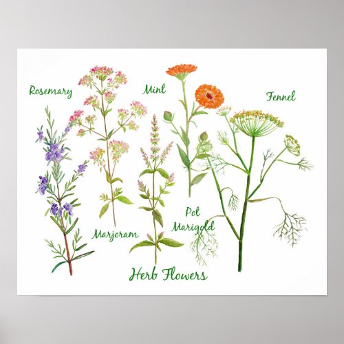 Watercolor Herb Flowers Illustration Poster