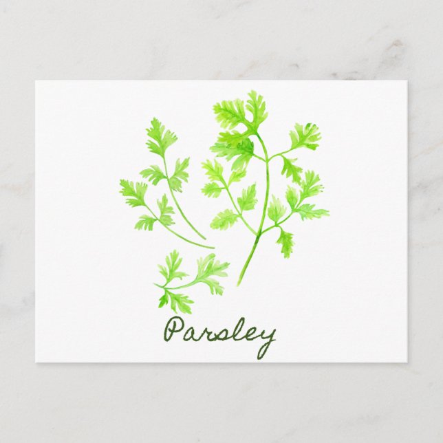 Watercolor Herb Parsley Illustration Postcard (Front)