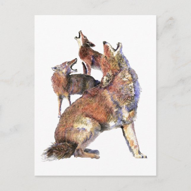 Watercolor Howling Coyotes Animal Nature Art Postcard (Front)