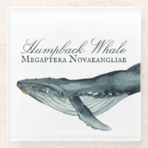 Watercolor Humpback Whale, Megaptera Novaeangliae