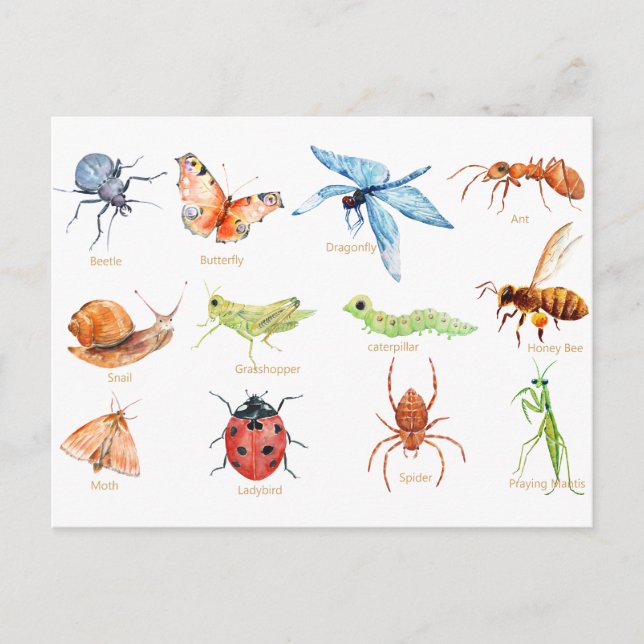 Watercolor insect illustration postcard (Front)