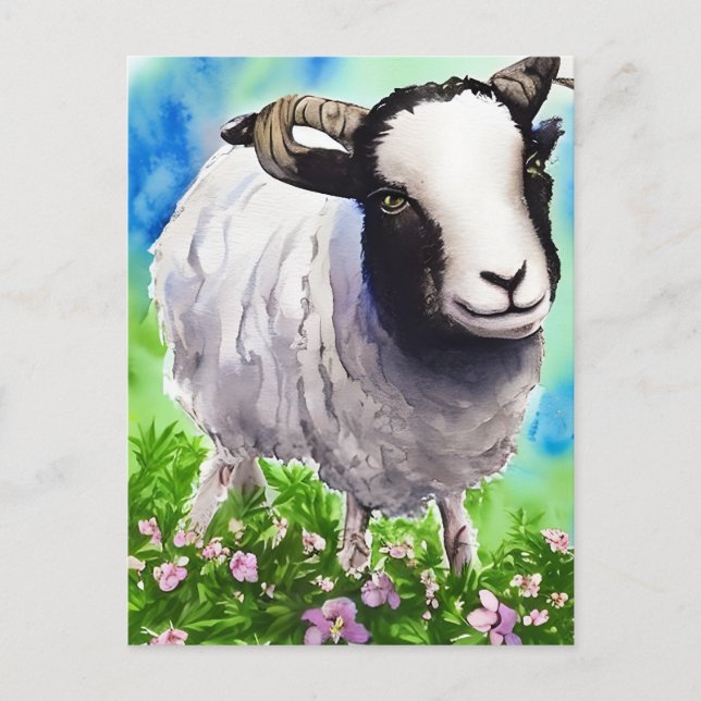 Watercolor Jacob Sheep Postcard (Front)