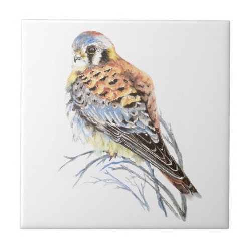 Watercolor Kestrel Sparrow Hawk  Bird Wildlife Art Tile