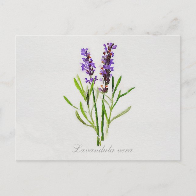 Watercolor Lavandula Vera Postcard (Front)