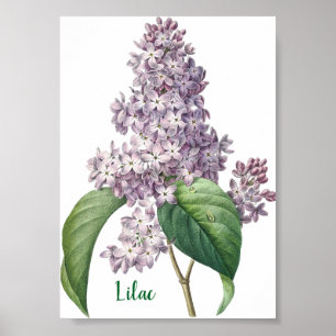 Watercolor Lavender Lilac Illustration Poster