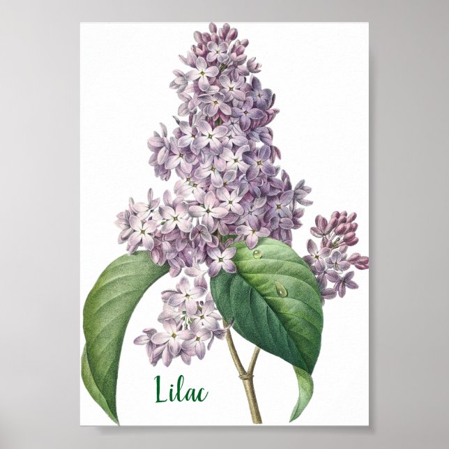 Watercolor Lavender Lilac Illustration Poster (Front)