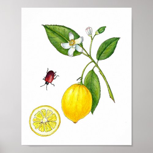 Watercolor Lemon fruit botanical Poster