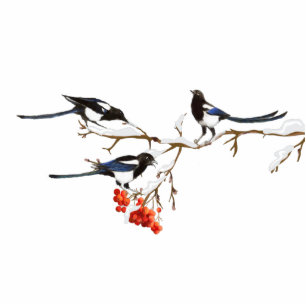 Watercolor Magpie, Garden Birds Cutout