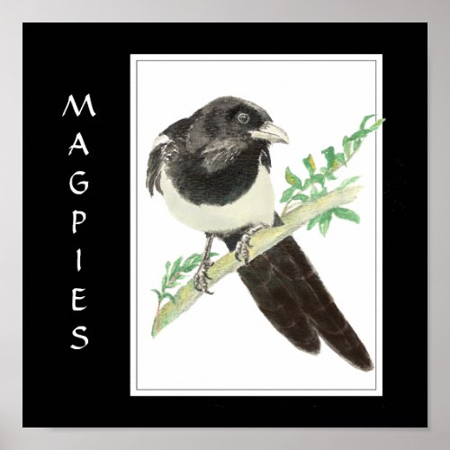 Watercolor Magpie in Bird Animal Collection Poster