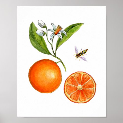 Watercolor Orange fruit botanical Poster