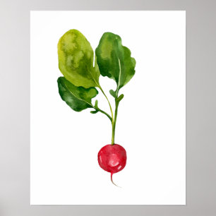 Watercolor Organic Radish Poster