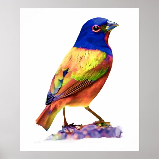 Watercolor Painted Bunting Song Bird Poster | Zazzle