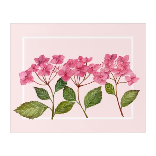 Watercolor Pink Hydrangea Lacecaps Illustration Acrylic Print