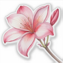 Watercolor pink Lily