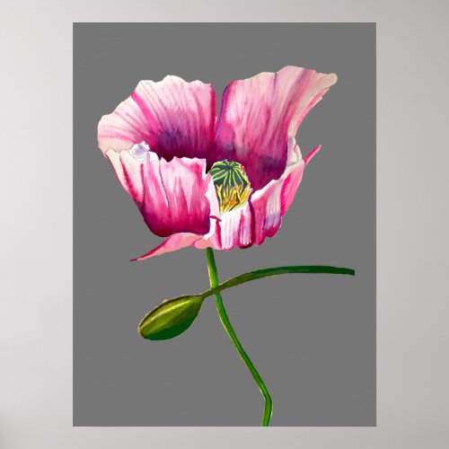 Watercolor pink poppy pretty flower poster