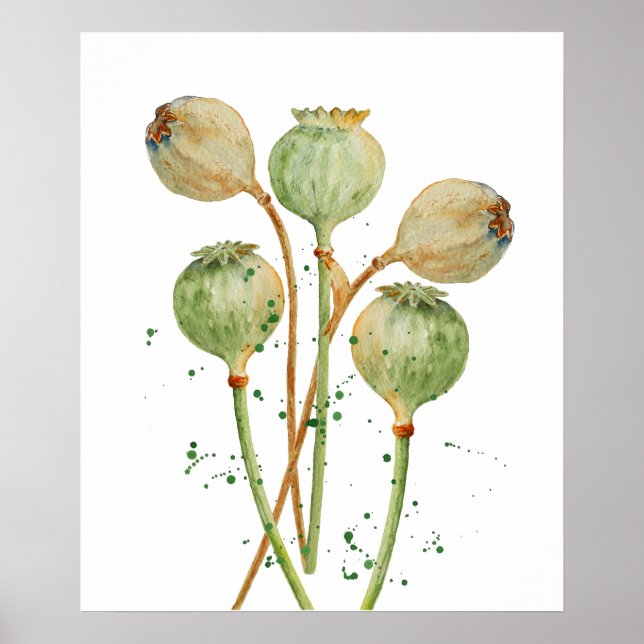 Watercolor Poppy Seed Pods Poster (Front)