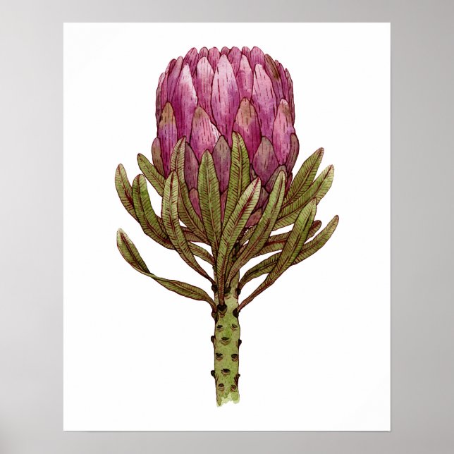 Watercolor Protea Flower Plant Illustration Poster (Front)