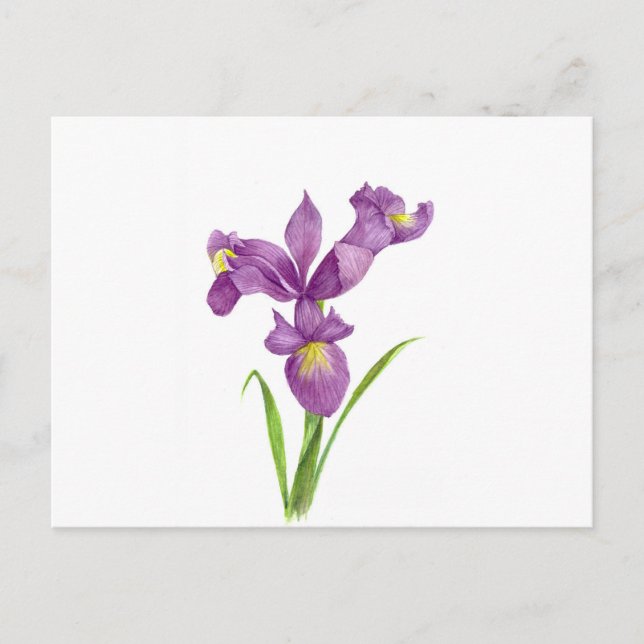 Watercolor Purple Iris Botanical Floral Art Postcard (Front)