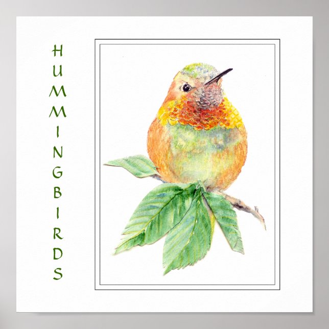 Watercolor Rufous Hummingbird -  Bird Collection Poster (Front)