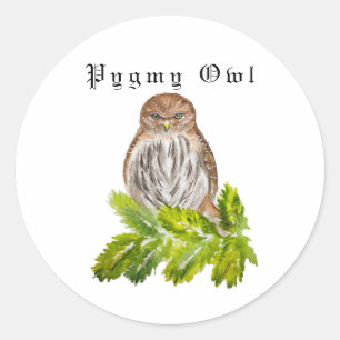 Watercolor Saw Whet Cute Little Owls Classic Round Sticker