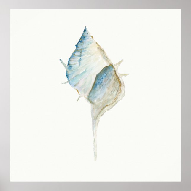 Watercolor Seashell Poster (Front)