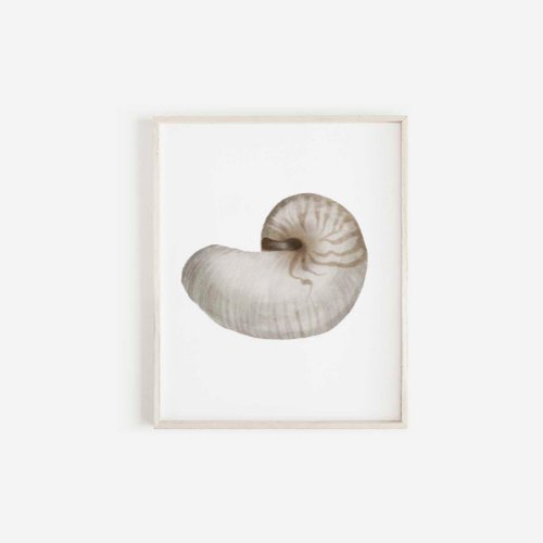 Watercolor seashell poster