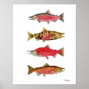 Watercolor Studies of Salmon Poster