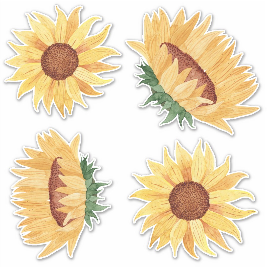 Watercolor Sunflowers Sticker Zazzle