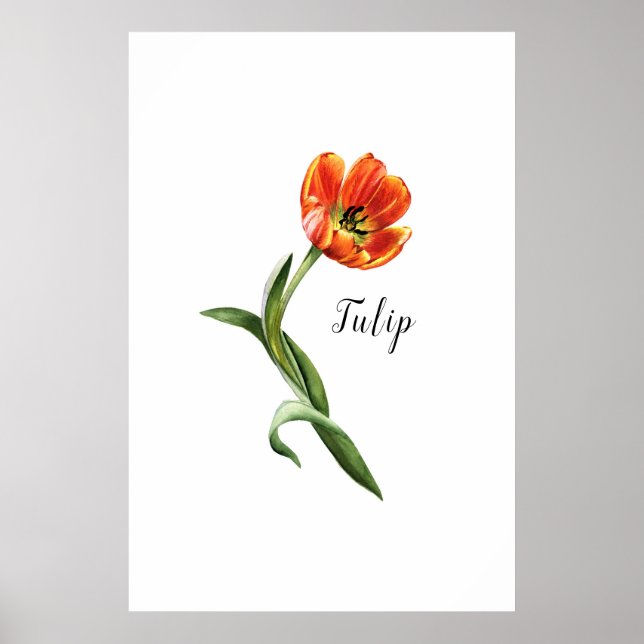 Watercolor Tulip Floral Poster (Front)