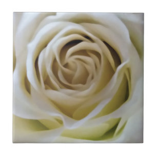 Watercolor vintage white cream rose bud detail ceramic tile