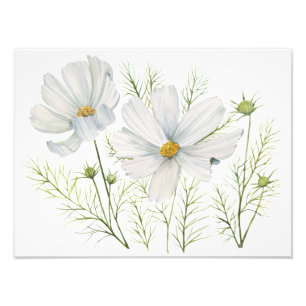 Watercolor White Cosmos Flowers Botanical Painting Photo Print
