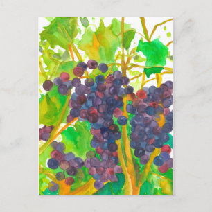 Watercolor Wine Grapes Painting Postcard